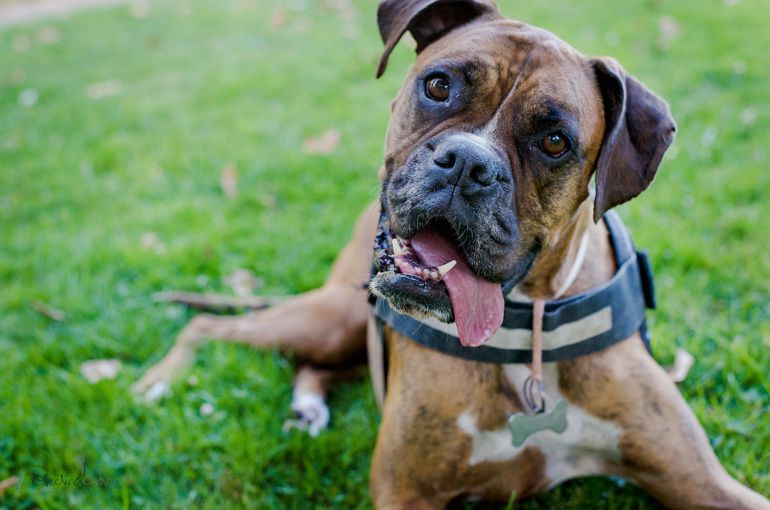 sesión de fotos perros Asturias