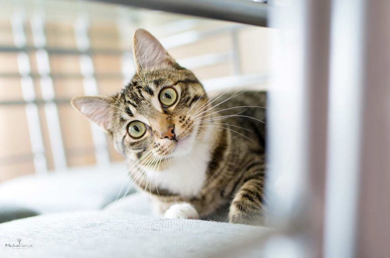 Sesion mascotas Gijón