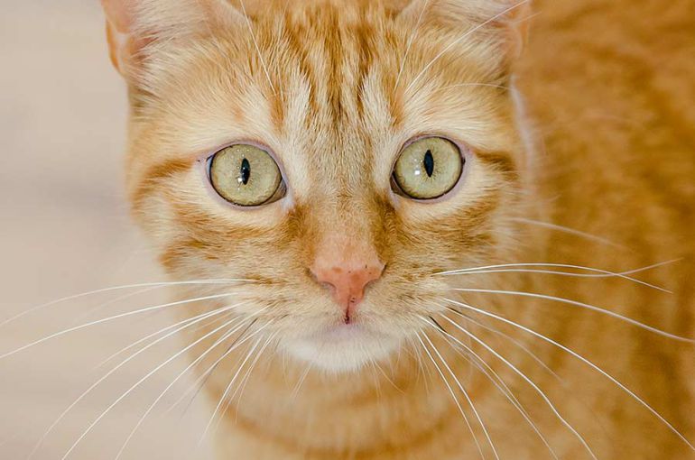 Reportaje fotos mascotas